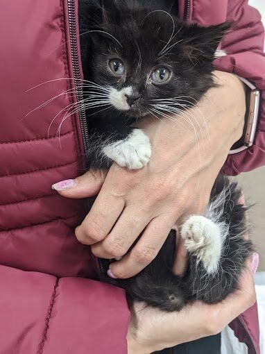 Котенце на преглед